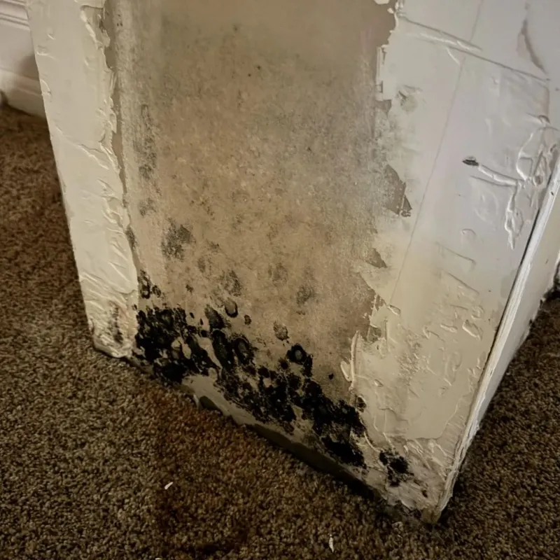 Professional Mold Removal in Wheatland, WY